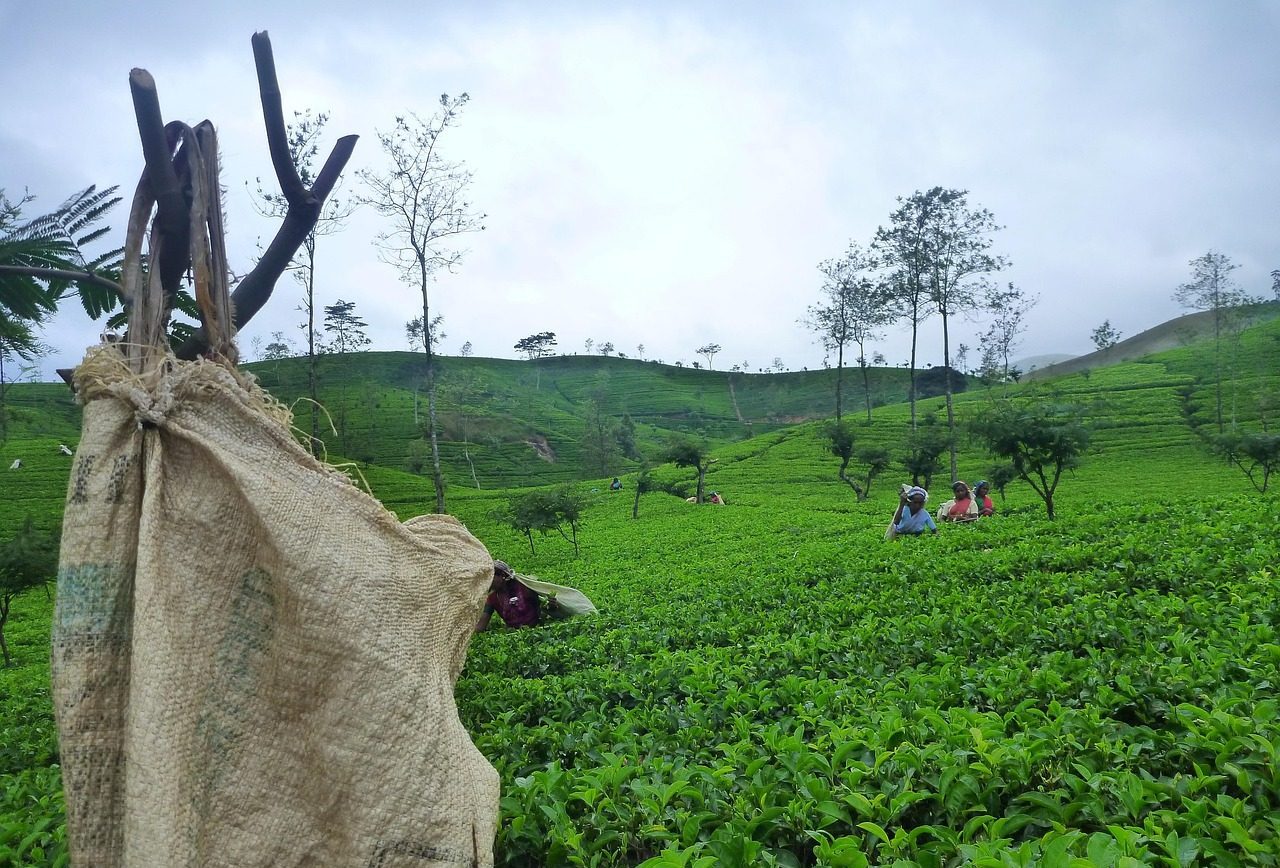 Tea Trails Photography Escape
