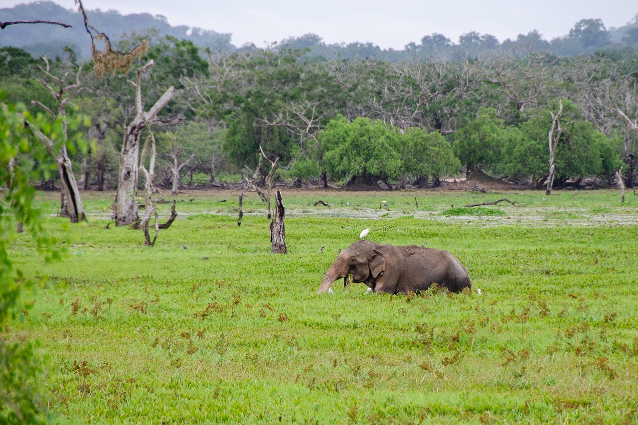 Explore Sri Lanka in 7 Days